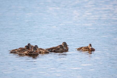 Parent Mallard (Anas platyrbynchos) watching over her flock of juvenile chicks while swimming, horizontalの写真素材