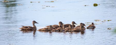 Parent Mallard (Anas platyrbynchos) watching over her flock of young chicks while swimming,...