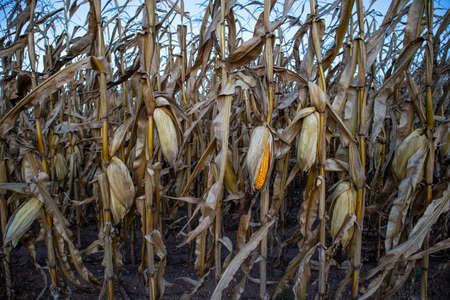 Wisconsin field corn ready for harvest in October
