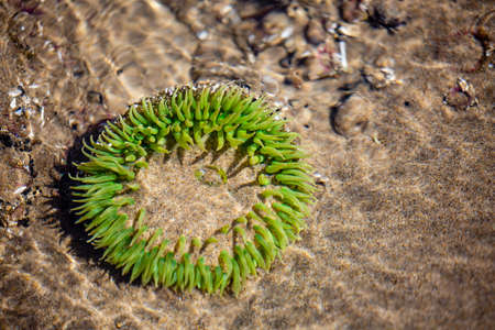 Green sea anemone in an Oregon shoreline tide pool in August