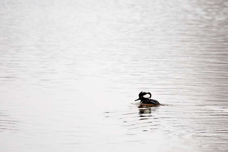 Male Hooded Merganser (Lophodytes cucullatus) on a lake in Wisconsinの写真素材