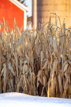 Standing corn stalks in snow in front of a red barn and silo in December verticalの写真素材