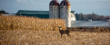 Ten point white tailed deer buck standing in a farmers cornfield in November panoramicの写真素材