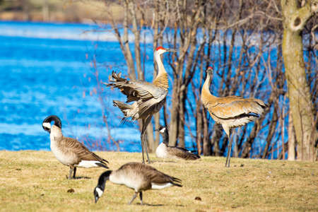 Two Sandhill Cranes (Grus canadensis) in a mating dance by a Wisconsin lake