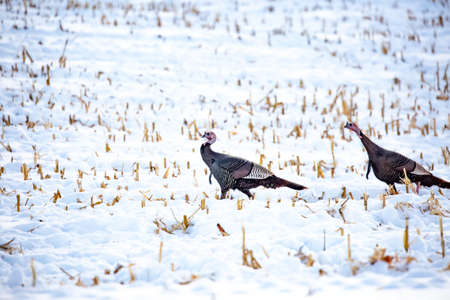 Two wild turkeys walking in a snowy corn field in Wisconsinの写真素材