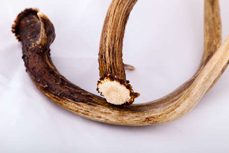 White-tailed deer antler sheds from Wisconsinの写真素材
