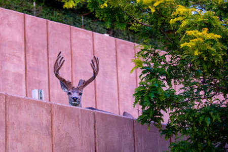 Wild mule deer in velvet resting in downtown Cody, Wyoming in Augustの写真素材