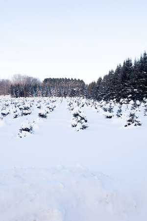Young Christmas tree crop in Wisconsin verticalの写真素材
