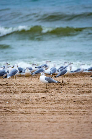 Ring-billed gull (Larus delawarensis) facing a different directionの写真素材
