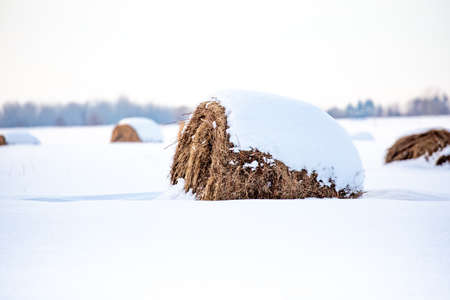 Round hay bales covered with snow in a farm field in Decemberの写真素材