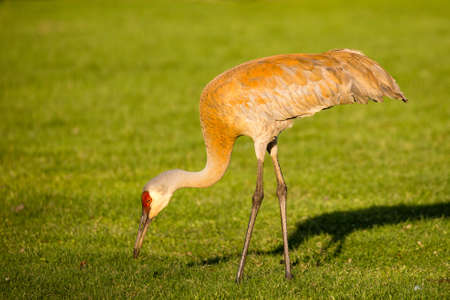 Sandhill crane (Grus canadensis) eating in central Wisconsin during the spring migrationの写真素材