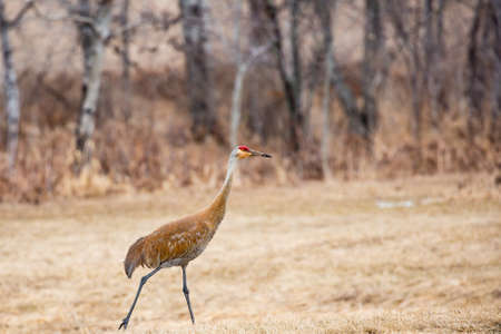 Sandhill Crane walking in surch of food in Aprilの写真素材