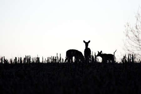 Silhouette of three white-tailed deer in a cornfield with copy space