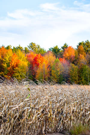 Wisconsin cornfield ready to harvest with colorful trees in the backgroundの写真素材