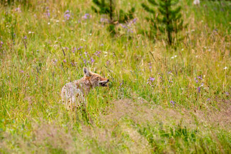 Coyote (Canis Latrans) eating a rodent in yellowstone park