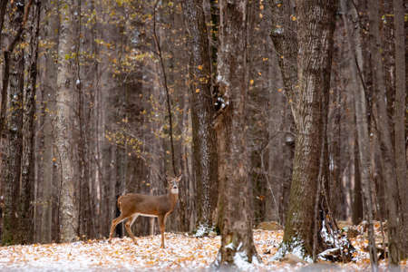 Adult white-tailed deer buck during the Wisconsin rutの写真素材