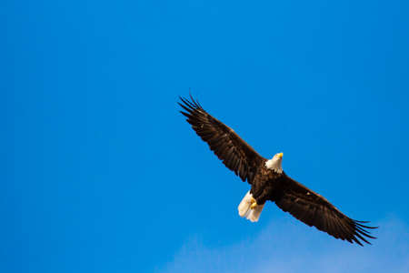 American bald eagle flying in a blue sky with copy space