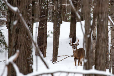 Big 8 point white tail buck deer in Wausau, Wisconsin in mid Decemberの写真素材