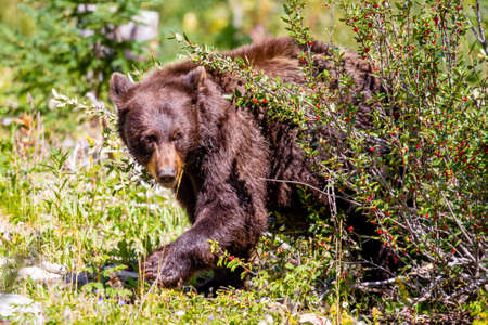Black bear (Ursus americanus) eating wild berries in the forest.の写真素材