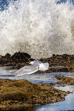 California Gull (Larus californicus) flying by a big splash of the pacific ocean in August