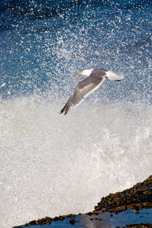 California Gull (Larus californicus) flying by a big splash of the pacific ocean