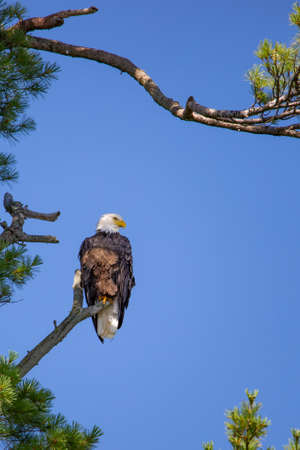 Bald Eagle (Haliaeetus leucocephalus) perching on branch looking for fish on the Rainbow Flowage in Northern Wisconsin, Verticalの写真素材