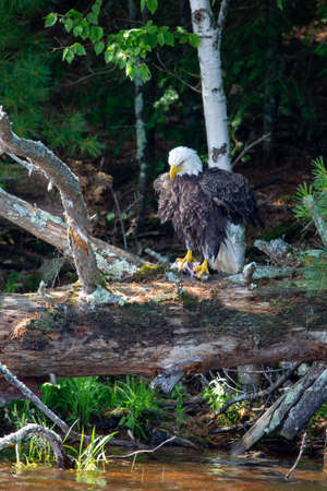 Bald Eagle (Haliaeetus leucocephalus) perching on a fallen tree with a fish in its talons on the...