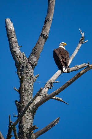Bald Eagle (Haliaeetus leucocephalus) perching on a dead branch in Northern Wisconsin, vertical