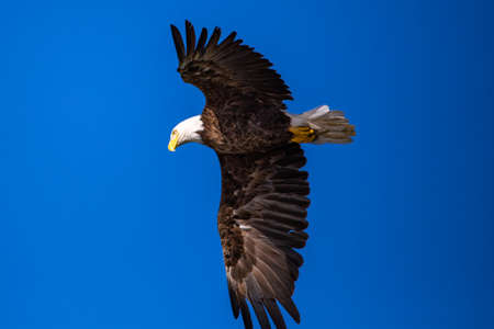 Bald Eagle (Haliaeetus leucocephalus) flying in a blue sky in Northern Wisconsin, horizontal