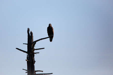 Bald Eagle (Haliaeetus leucocephalus) silhouette perching on a dead tree in Northern Wisconsin,...