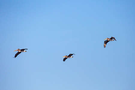 Brown Pelicans (Pelecanus occidentalis) flying in a blue sky in Oregon, horizontalの写真素材