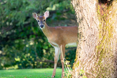 White-tailed deer fawn (odocoileus virginianus) in Wisconsin in early september, horizontalの写真素材