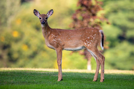 White-tailed deer fawn (odocoileus virginianus) in early september with spots starting to fade,...