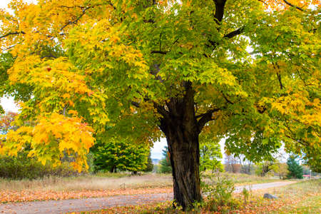 Colorful maple tree turning colors in autumn next to a path, horizontal