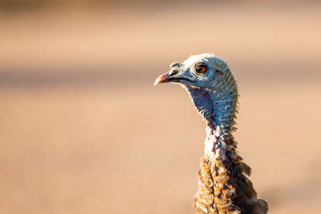Close-up of an eye of a female wild turkey (Meleagris gallopavo) in Wisconsin, horizontalの写真素材