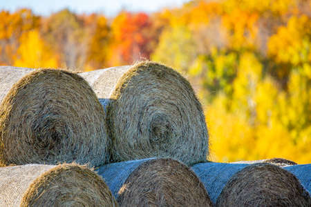 Close-up of Round hay bales in a Wisconsin field surrounded by a colorful forest in October, horizontalの写真素材