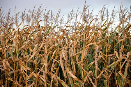 Close-up of Wisconsin field corn in October ready for harvest, horizontal