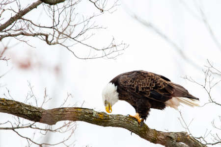 Bald Eagle (Haliaeetus leucocephalus) perched on branch looking down in central Wisconsin, horizontalの写真素材