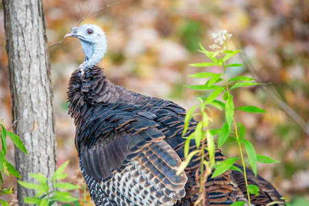 Close-up of a female wild turkey (Meleagris gallopavo) in Wausau, Wisconsin, horizontal