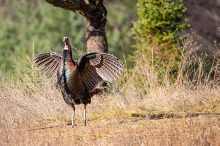 Male wild turkey (Meleagris gallopavo) in a Wisconsin field with wings spread in autumn, verticalの写真素材