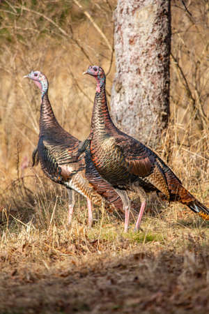 Male wild turkeys (Meleagris gallopavo) in a Wisconsin field in autumn, verticalの写真素材