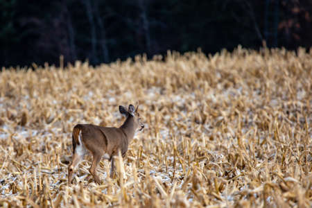 Young white-tailed deer buck (Odocoileus virginianus) in November, breathing heavy in a  Wisconsin cornfield, horizontalの写真素材