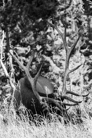 Bull Elk (Cervus elaphus) feeding in tall grass with tiny flies around him, horizontalの写真素材