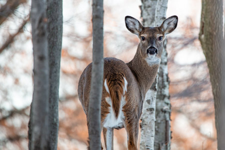 Female white-tailed deer (Odocoileus virginianus) in a Wisconsin woods, horizontal