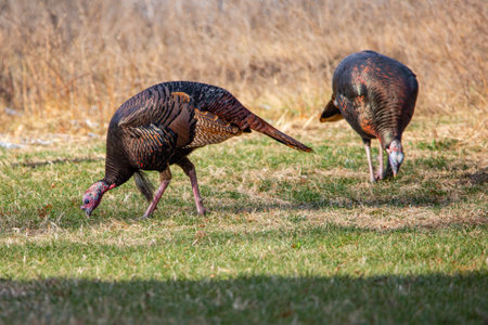 Male wild turkeys (Meleagris gallopavo) eating in a Wisconsin field in autumn, horizontalの写真素材