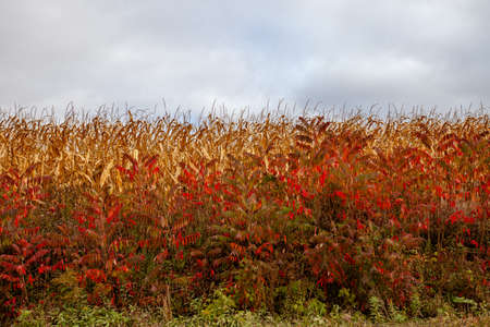 Red Staghorn Sumac in front of cornstalks ready for harvest in Wisconsin, horizontalの写真素材