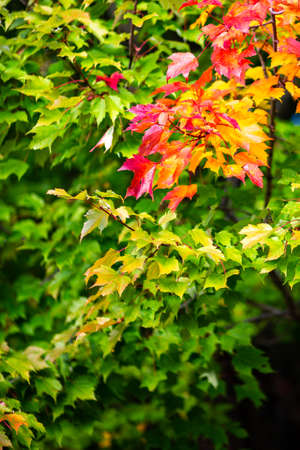 Maple tree starting to turn colors in autumn, verticalの写真素材