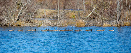 Canada Geese (branta canadensis) swimming in a row on a Wisconsin lake in October, panoramic