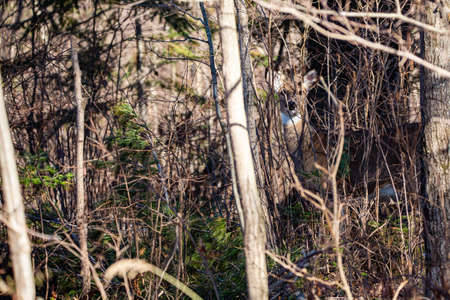 White-tailed deer (odocoileus virginianus) looking through the Wisconsin thick brush, horizontalの写真素材