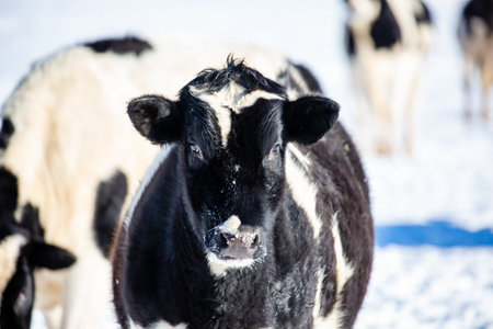 Holstein calf with snow on her face, horizontalの写真素材